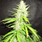 Pro Auto Mix Seeds (Seedstockers)
