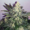 Purple Kush Seeds