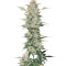 Ripper Haze (Ripper Seeds)