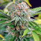 Sapphire OG Seeds