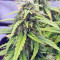 Strawberry Gum feminized seeds