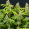 Semillas feminizadas Trainwreck