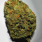 Z Auto feminized seeds (Original Sensible Seeds)