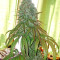 Zombie Kush feminized seeds