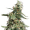 Arjan's Ultra Haze #1 feminized seeds