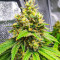 Bruce Banner Fast Version Feminized Seeds (Easy Grow Seeds)