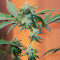 Caramelo Early Version Seeds (Delicious Seeds)
