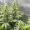 Critical Amnesia Feminized Seeds (AlphaFem Seeds)
