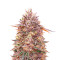 G13 Auto (Herbies Seeds)