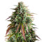 Girl Scout Cookies Auto (Auto Seeds)