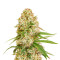 Graines de cannabis GG#4 Original Glue (Cali Buds Seeds)