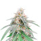 Graines de cannabis Green Crack Punch (Green Punch) (RQS)