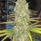 Monster Gelato feminized seeds (Monster Genetics)