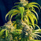OG Kush Fast Version Feminized Seeds (Easy Grow Seeds)