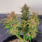 Sementes Feminizadas de Orange Apricot Glue XL Auto (Sweet Seeds Auto)