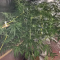 Buy Pineapple Chunk feminized seeds by Barney's Farm