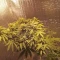 Tangie'matic Seeds