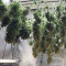 Solomatic Auto CBD Seeds - Cannabis Strain Seeds for Sale