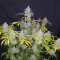Original Auto Jack Herer Seeds - Cannabis Strain Seeds for Sale