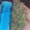 Ghost Train Haze #1 (Rare Dankness Seeds) Cannabis-Samen zu verkaufen