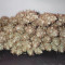 BCN Power Plant Seeds