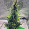 Acquista semi femminizzati Auto White Widow di Dutch Passion
