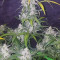 Original Auto Jack Herer Seeds - Cannabis Strain Seeds for Sale