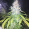 Amnesia Haze Seeds (Royal Queen Seeds)