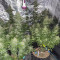 Venta de Wedding Cake (Original Sensible Seeds) | Semillas de marihuana feminizadas