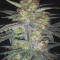 Forbidden Runtz Seeds - Cannabis Strain Seeds for Sale