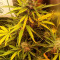 Venta de Pineapple Express Auto (Fast Buds) | Semillas de marihuana feminizadas