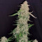 Buy Girl Scout Cookies Autoflower feminized seeds by Seedstockers
