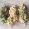 C4 Seeds - Cannabis Strain Seeds for Sale