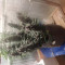 Achetez des graines féminisées Purple Juice Auto par Herbies Seeds