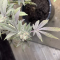 Dos Si Dos 33 Seeds (Barney's Farm) - Cannabis Strain Seeds for Sale