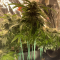 Critical Kush Seeds (Barney's Farm)