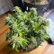 Sementes Feminizadas de Sour Diesel Autoflower (Seedkeepers)