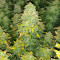 Graines féminisées de Sour Diesel (Barney's Farm)