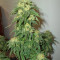 Sour Lemon OG feminized seeds (Emerald Triangle Seeds)