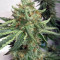 Alien Gorilla Seeds (Original Sensible Seeds)
