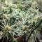 Blackberry Gum Seeds