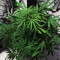 Blue Dream Seeds (Blimburn Seeds)