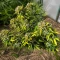 Do-Si-Dos Auto Seeds (Royal Queen Seeds)