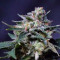 Graines de cannabis El Fuego Auto (DNA Genetics)