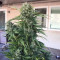 Grandaddy Purple