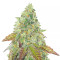Grand Daddy Purple Fast Version (Herbies Seeds)
