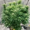 Mamba Negra / Black Mamba feminized seeds