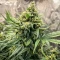 Mimosa Punch Auto Seeds