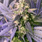 Northern Haze Express Auto (Positronics Seeds)