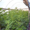 Graines de cannabis Panama x Bangi Haze (Ace Seeds)